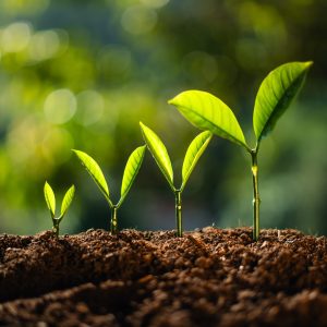 Planting seedlings young plant in the morning light on nature background